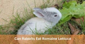 Can Rabbits Eat Romaine Lettuce