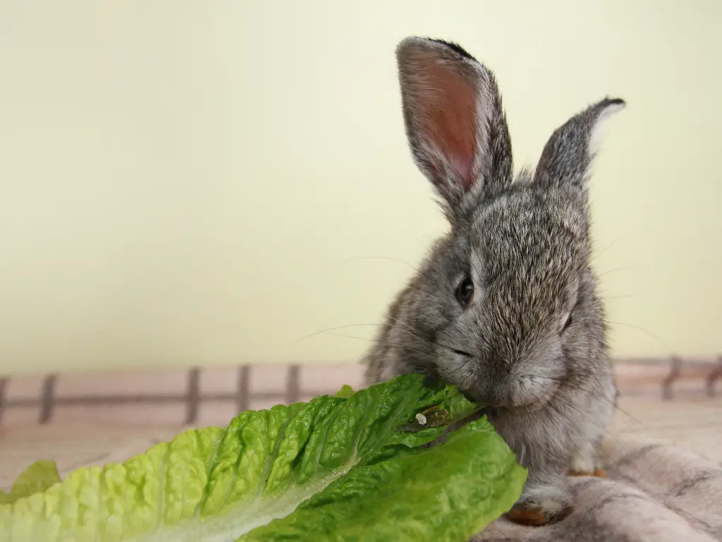 Can Rabbits Eat Romaine Lettuce Every Day