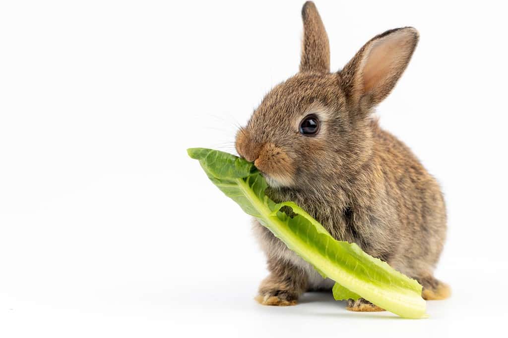 Can Rabbits Eat Romaine Lettuce Stalks