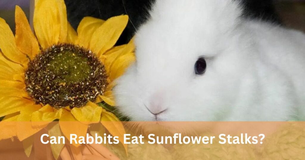 Can Rabbits Eat Sunflower Stalks