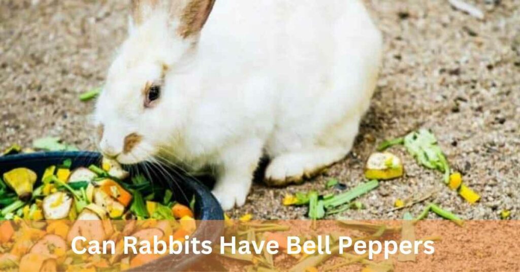 Can Rabbits Have Bell Peppers