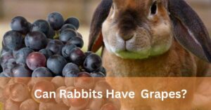 Can Rabbits Have Grapes