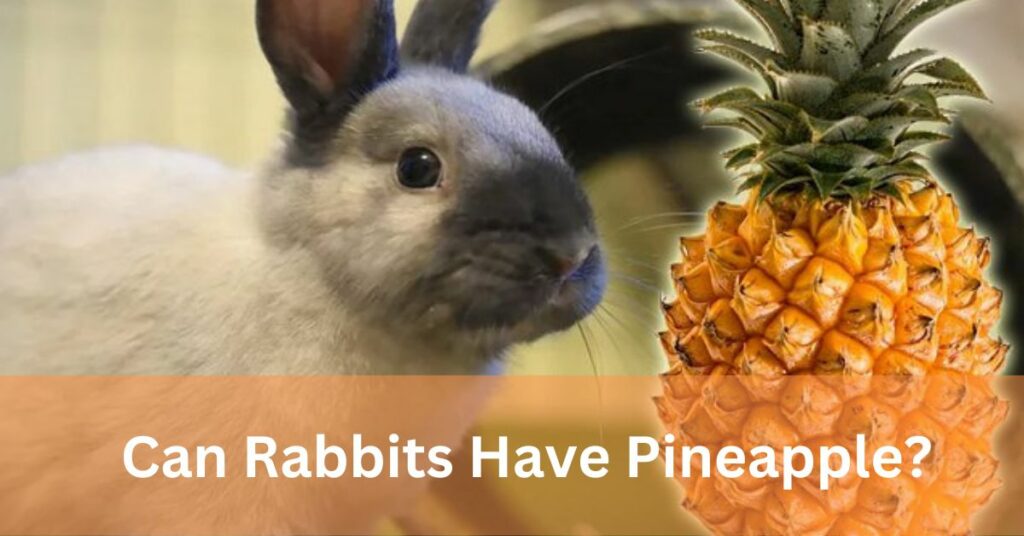 Can rabbits have pineapple