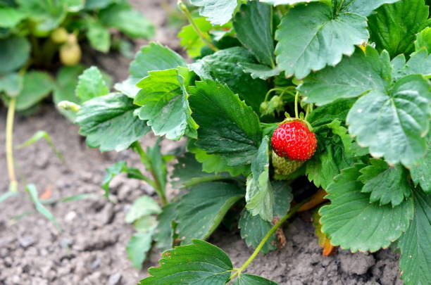 Can Russian Tortoises Eat Strawberry Leaves