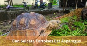 Can Sulcata Tortoises Eat Asparagus