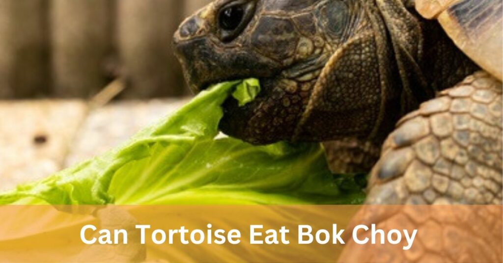 Can Tortoise Eat Bok Choy