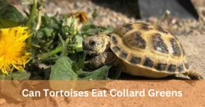 Can Tortoises Eat Collard Greens