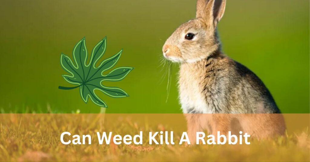 Can Weed Kill A Rabbit