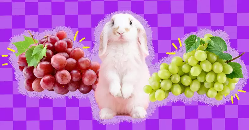 Considerations For Offering Grapes To Rabbits