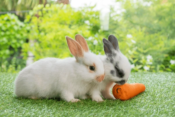 Crunchy Carrot Delights