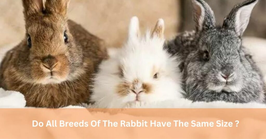 Do All Breeds Of The Rabbit Have The Same Size ?