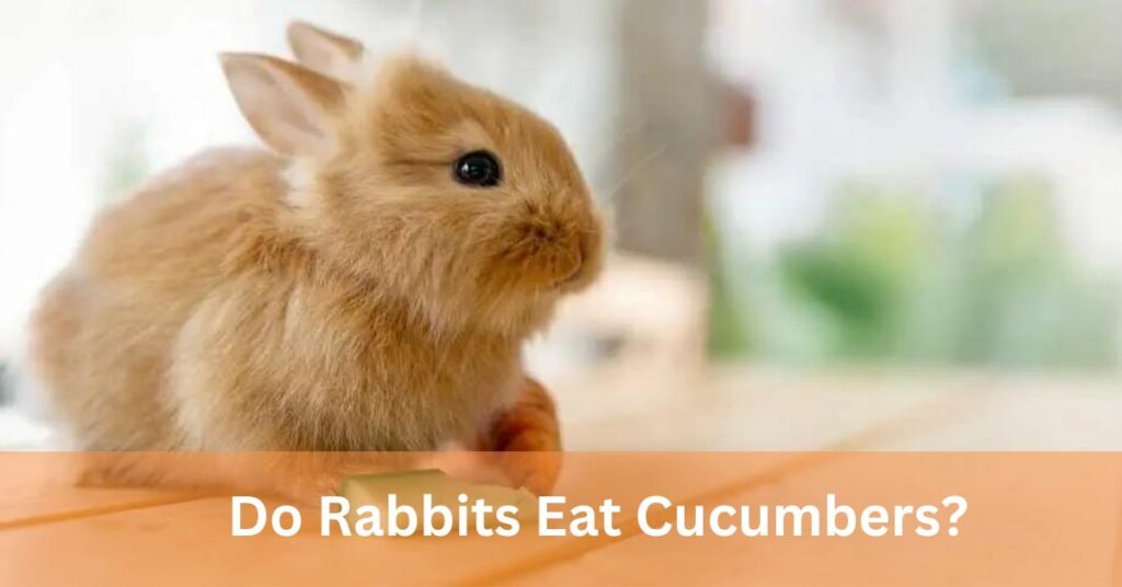 Do Rabbits Eat Cucumbers?