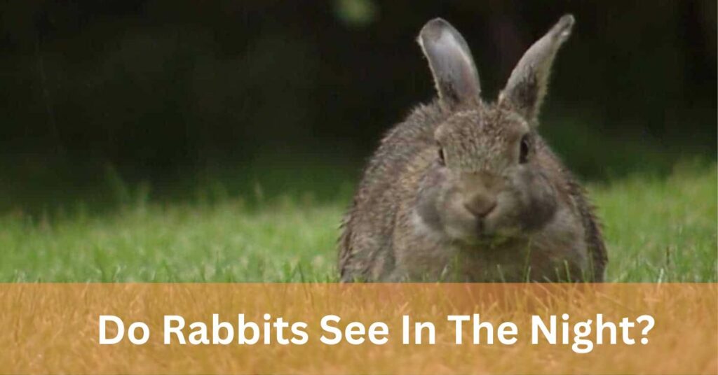 Do Rabbits See In The Night?