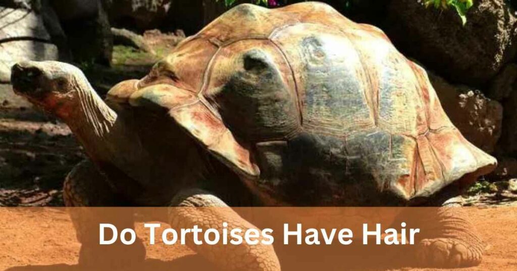 Do Tortoises Have Hair