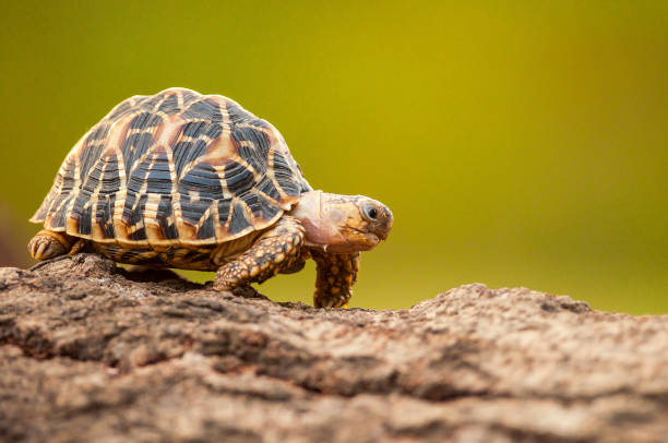 Do Tortoises Have Hair Like Other Animals