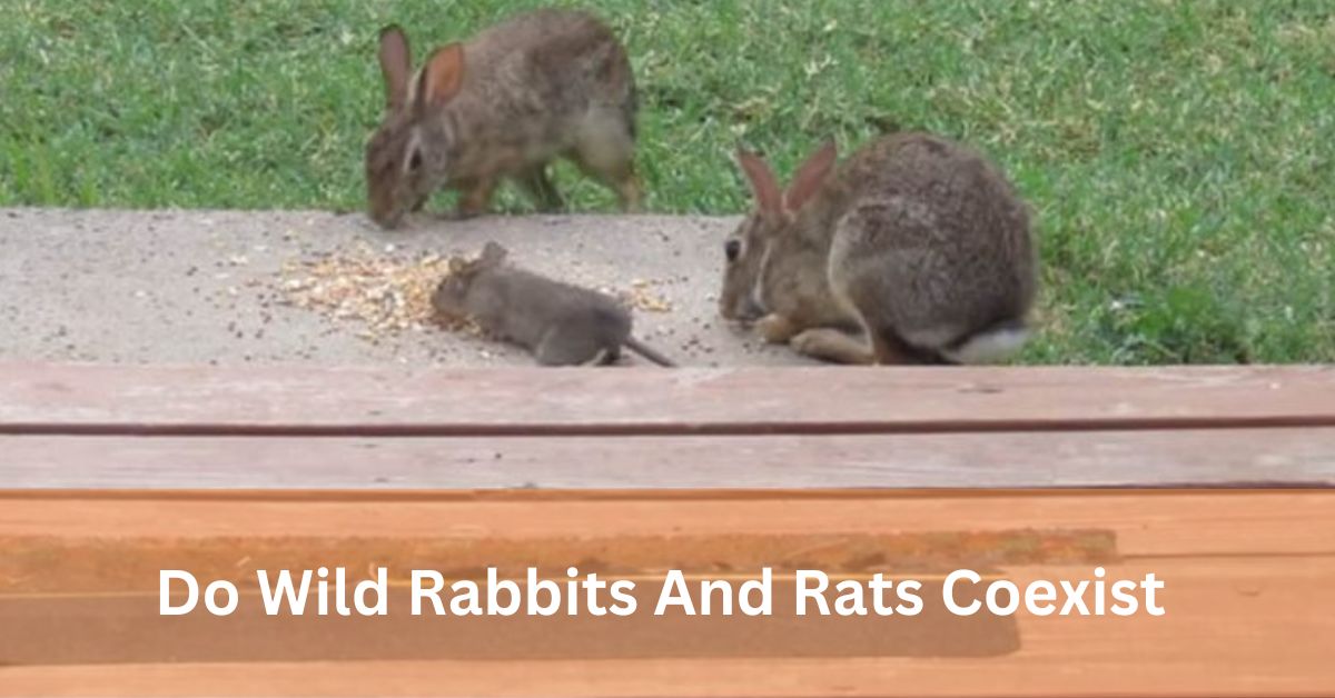 Do Wild Rabbits And Rats Coexist - Let's Discover!