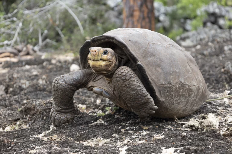 Fernandina Island tortoise