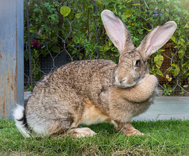 Flemish Giant