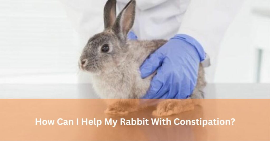How Can I Help My Rabbit With Constipation?