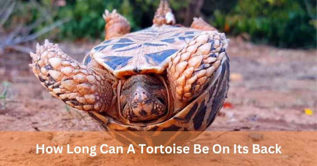 How Long Can A Tortoise Be On Its Back