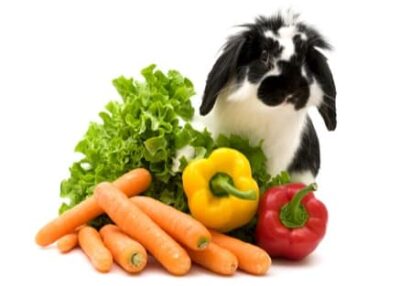 How Many Bell Peppers Can A Rabbit Eat 