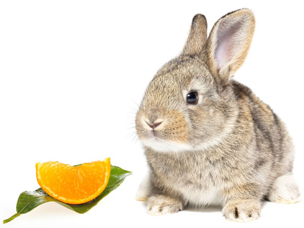 How To Introduce Oranges To Your Bunny's Diet