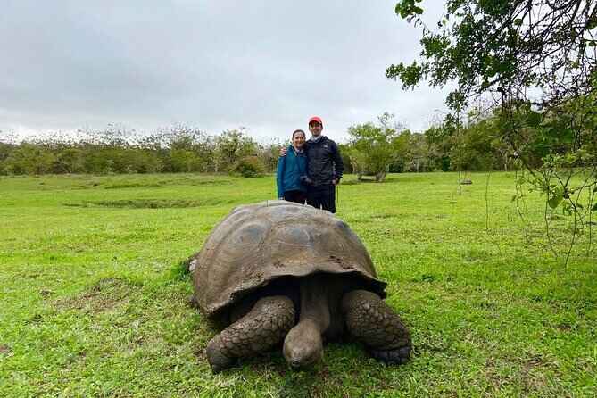 Isabela Island tortoise