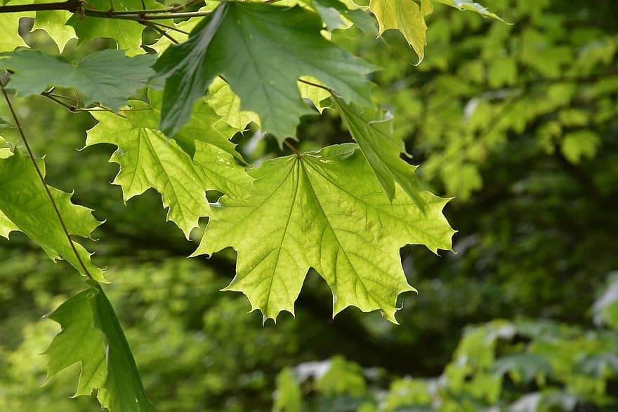 Nutritional Benefits Of Maple Leaves For Rabbits