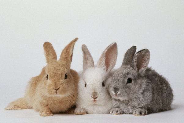 Rabbit Sizes 