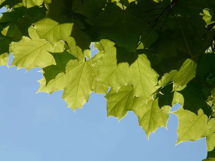 Safe Maple Leaves For Your Rabbit 