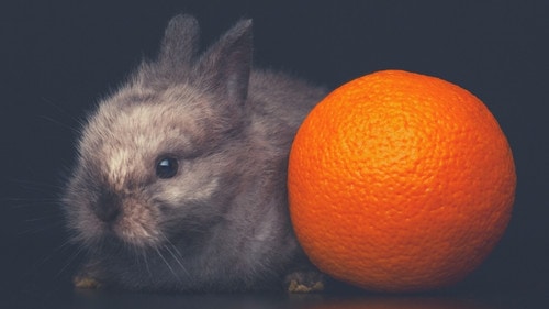 The Health Benefits Of Oranges For Rabbits