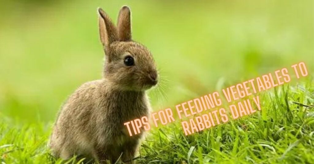 Tips For Feeding Vegetables To Rabbits Daily