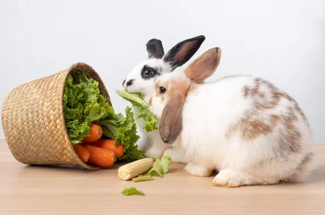 Understanding Rabbit Nutrition