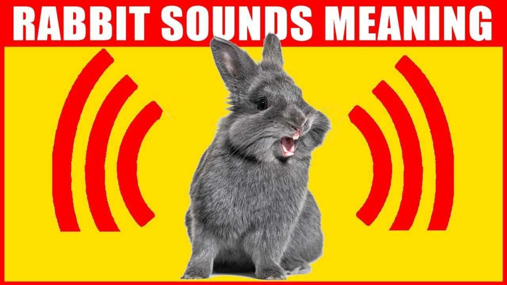 Understanding Rabbit Vocalizations