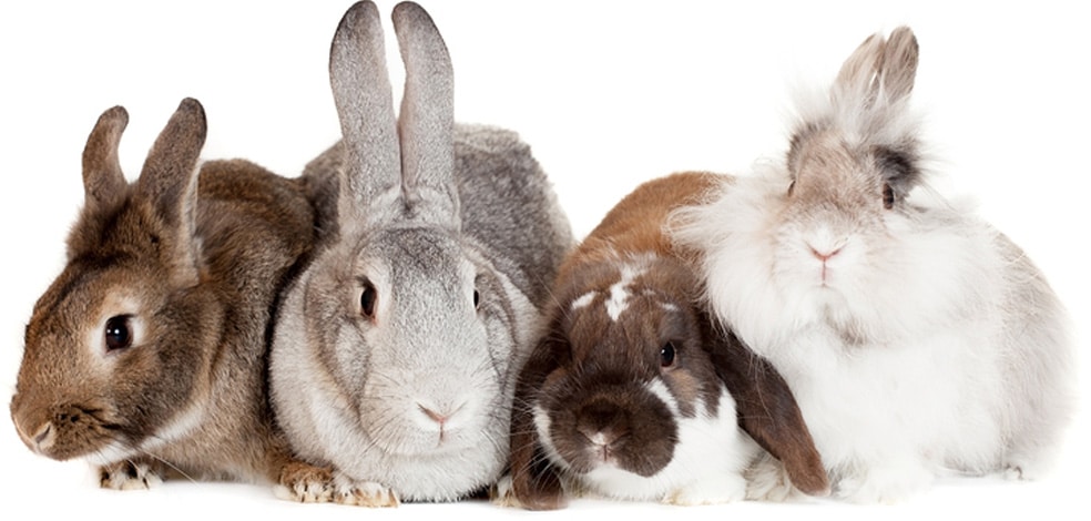 What Factors Influence The Size Of A Rabbit