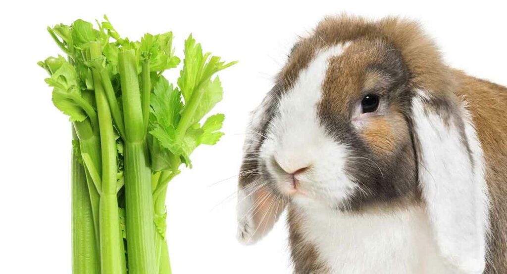 What Happens If Your Rabbit Overeats Celery