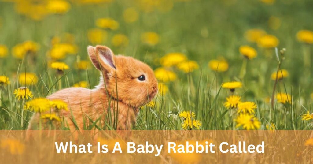 What Is A Baby Rabbit Called