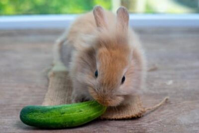 What Parts Of A Cucumber Are Safe For Bunnies To Eat