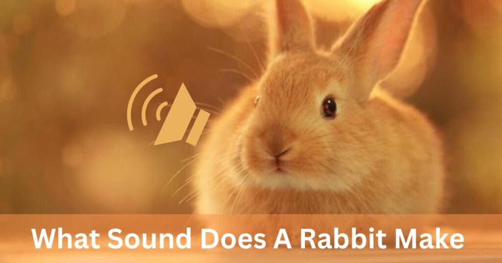 What Sound Does A Rabbit Make