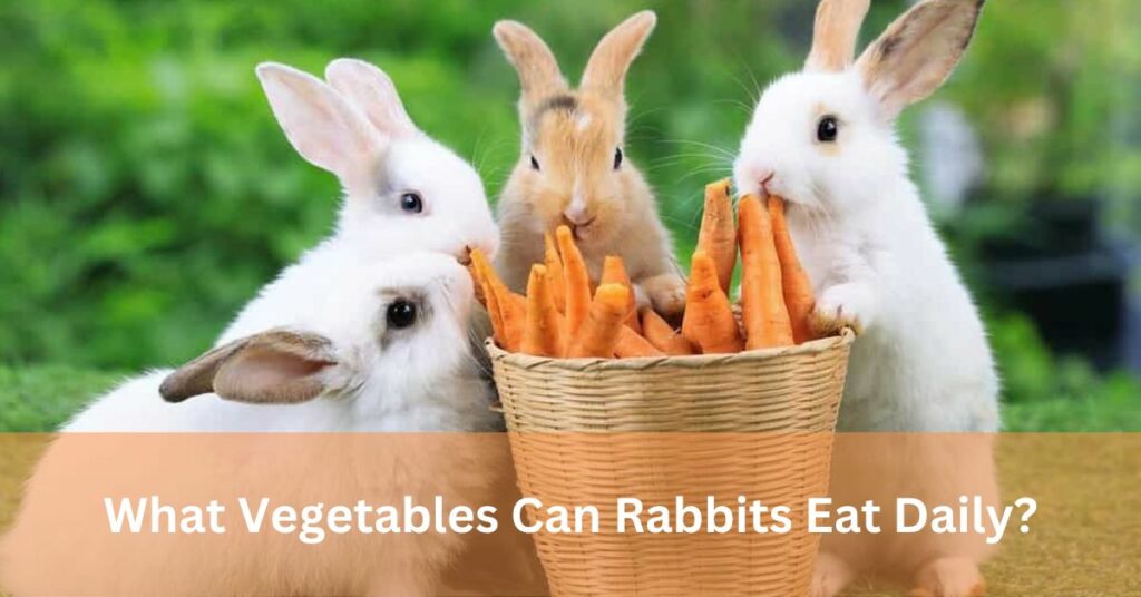What Vegetables Can Rabbits Eat Daily