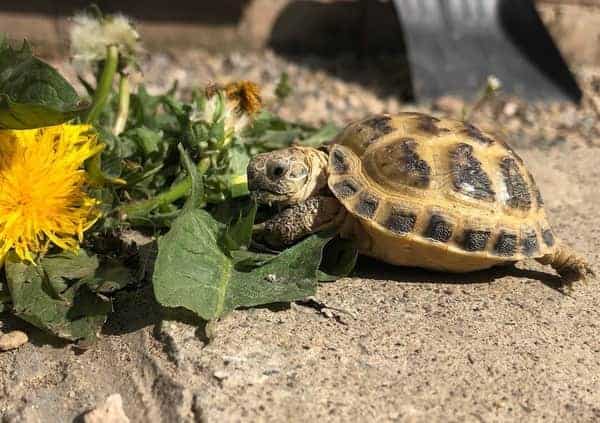 When Should I Introduce Collard Greens To My Tortoise's Diet