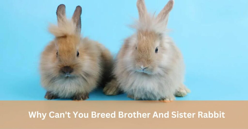 Why Can't You Breed Brother And Sister Rabbit
