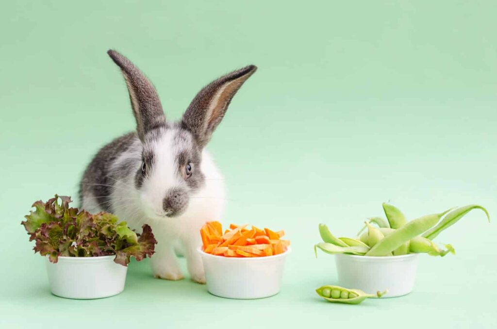 Why Daily Vegetables Are Important For Your Rabbit's Health