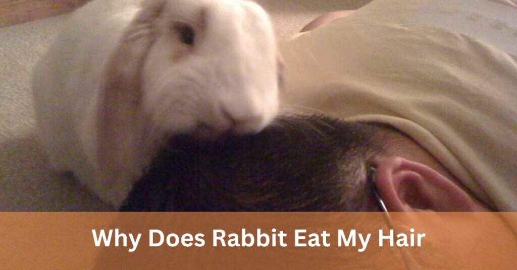 Why Does Rabbit Eat My Hair