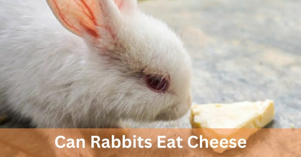 can rabbits eat cheese