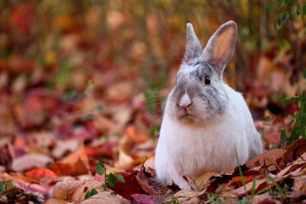 can rabbits eat maple leaves