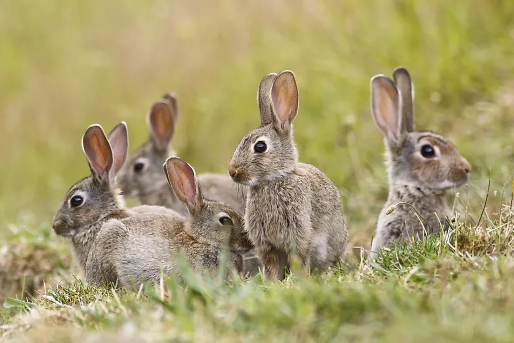 What Are The Factors Influencing Rabbit Vocalizations