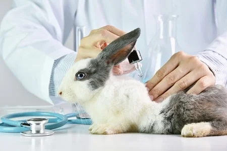 Allergic reactions  in Rabbits