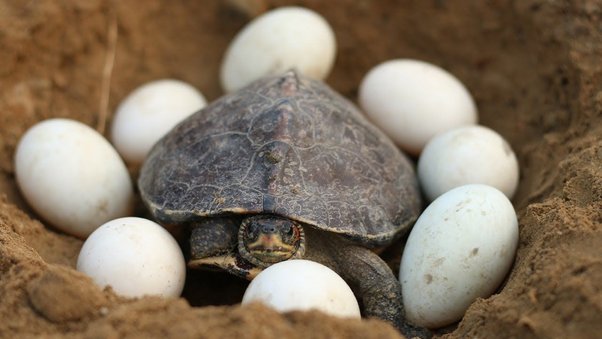 Amniotic Eggs