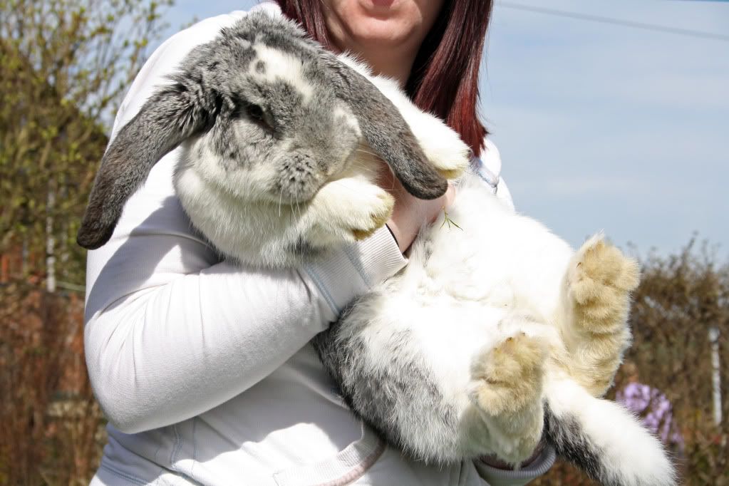 Are Lop-Eared Rabbits Good Pet